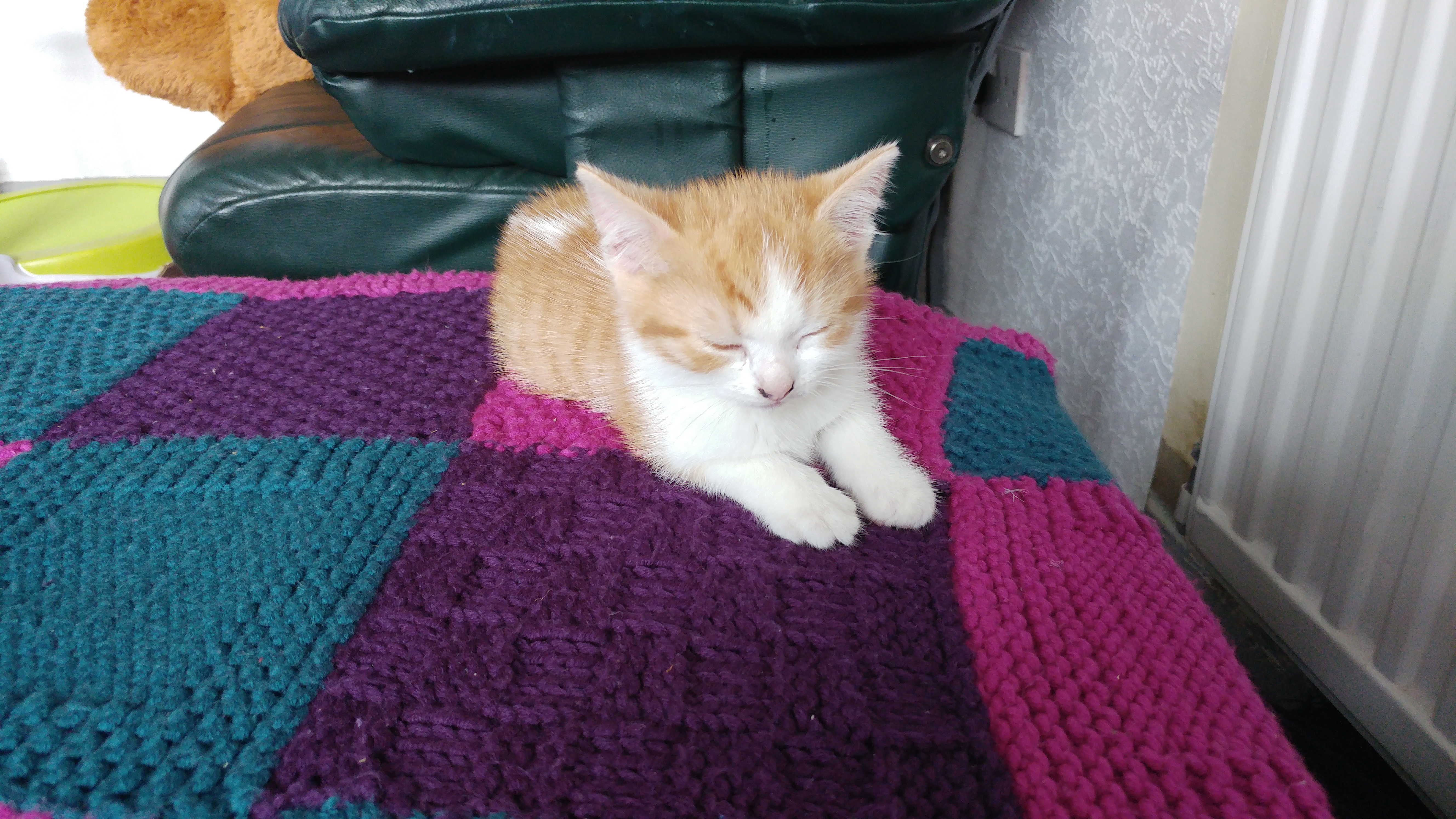 A kitten on a knitted blanket