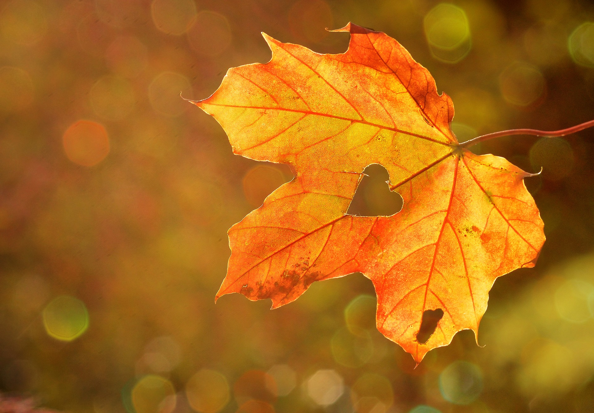An autumn leaf with a heart in it