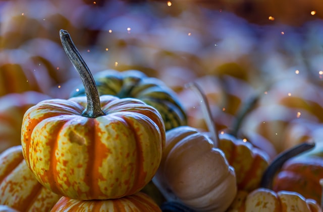 autumn pumpkins